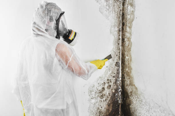 Best Same-Day Mold Removal  in Wareham Center, MA