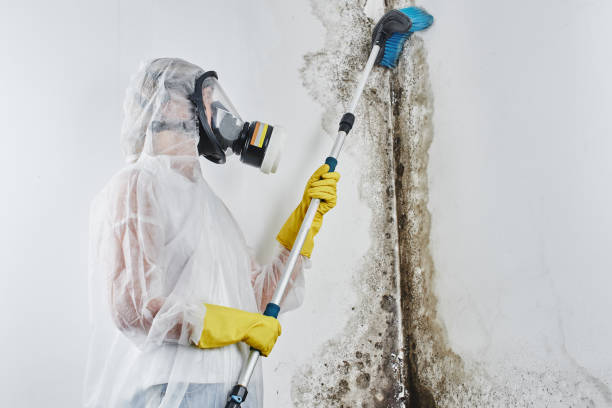 Best Mold Testing  in Wareham Center, MA
