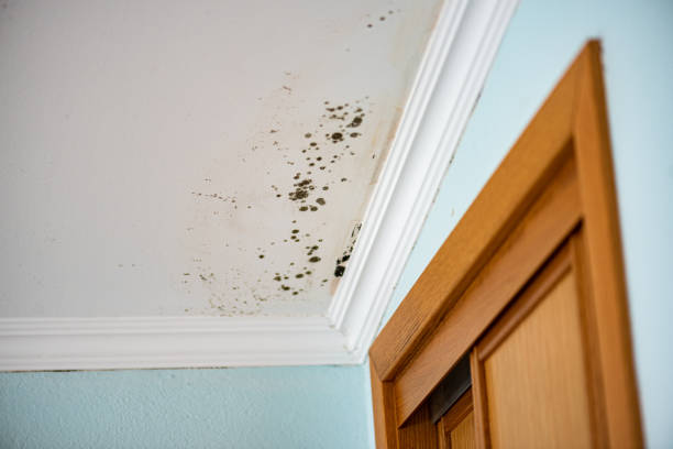 Best Black Mold Removal  in Wareham Center, MA