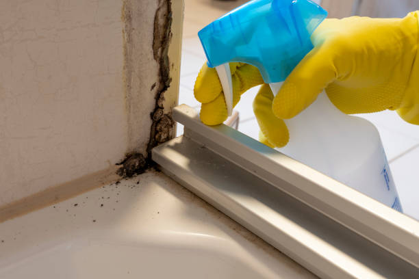 Best Mold Remediation Services  in Wareham Center, MA