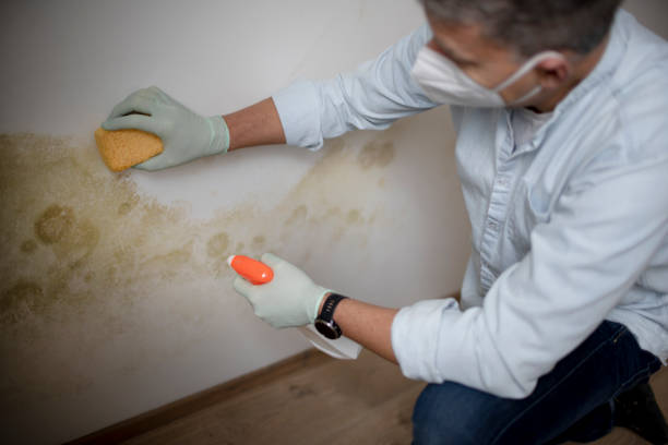 Best Residential Mold Removal  in Wareham Center, MA