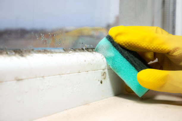 Best Emergency Mold Removal  in Wareham Center, MA