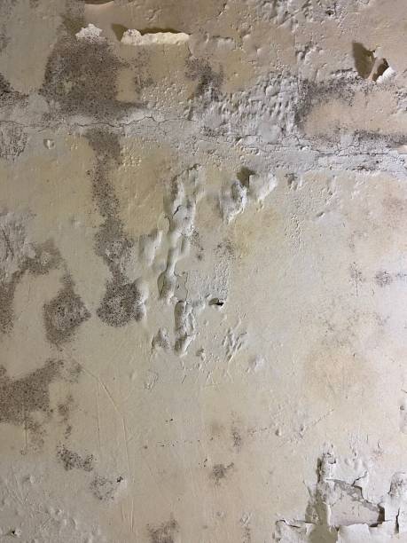 Best Mold Damage Repair  in Wareham Center, MA