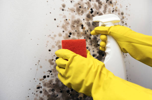 Best Emergency Mold Removal  in Wareham Center, MA