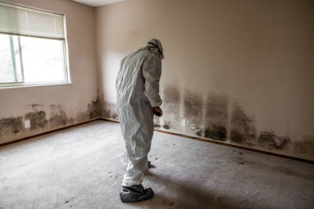 Best Certified Mold Removal  in Wareham Center, MA