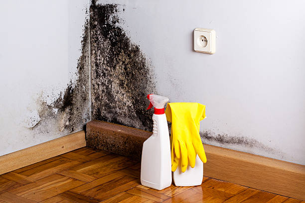 Best Crawl Space Mold Removal  in Wareham Center, MA