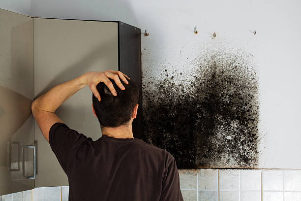 Best Affordable Mold Removal  in Wareham Center, MA