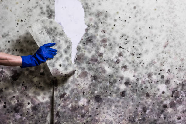 Best Toxic Mold Removal  in Wareham Center, MA