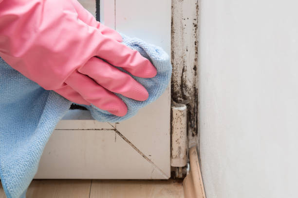 Best Local Mold Removal Service  in Wareham Center, MA