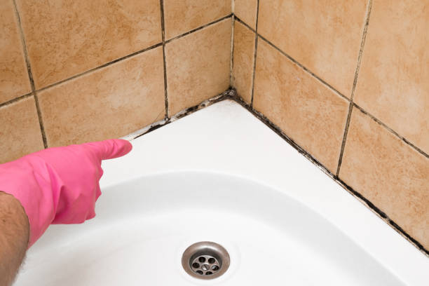 Best Mold Remediation Experts  in Wareham Center, MA